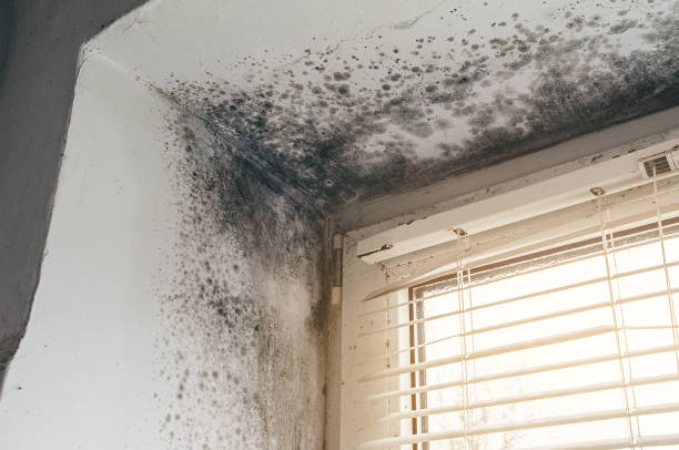 Affordable Mold Cleanup solutions in Riverside, NY